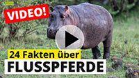Video Flusspferde