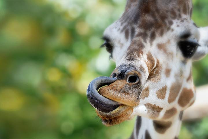 Giraffe