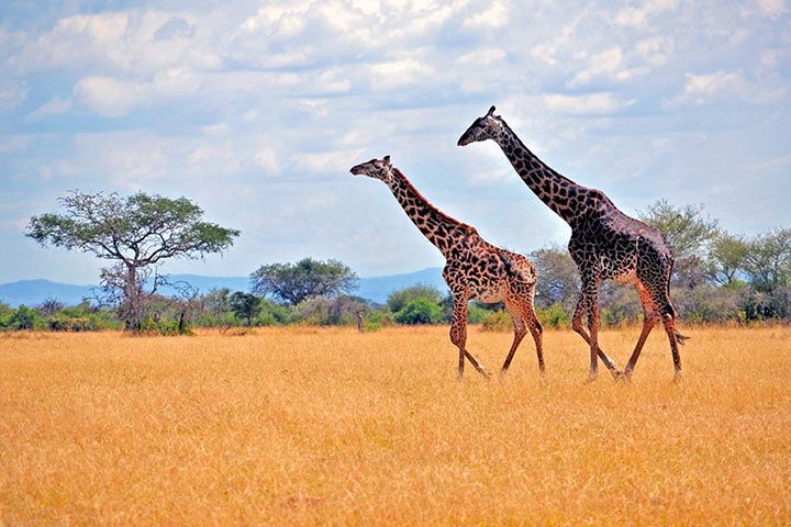 Giraffe