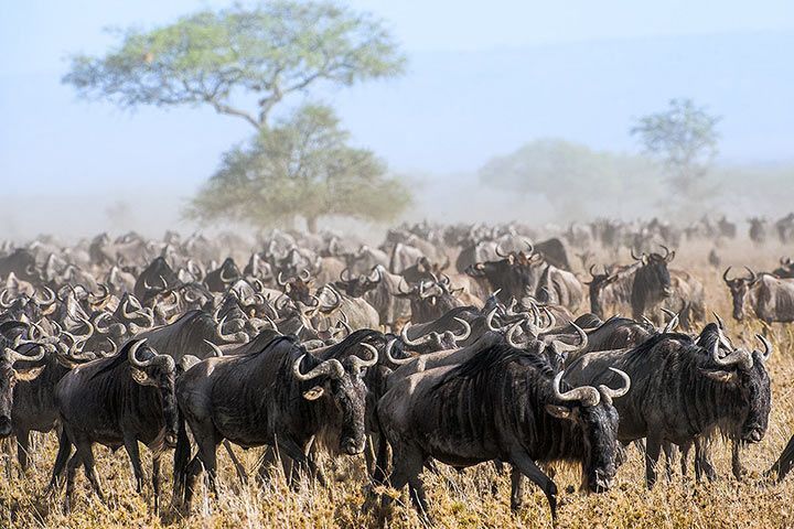 Wandernde Gnus