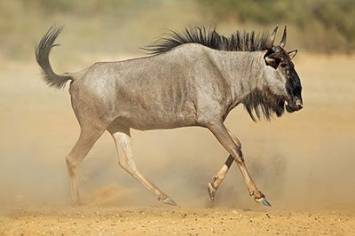 Gnu