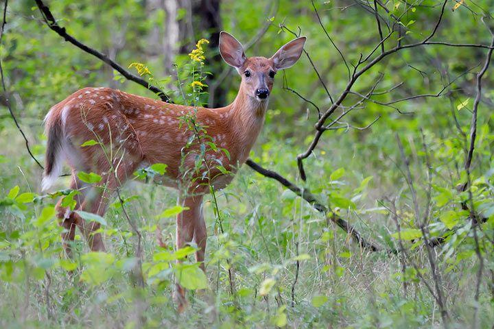 18+ Tiere Und Pflanzen Im Wald