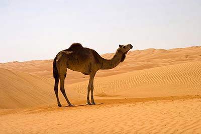 Kamel oder Dromedar?