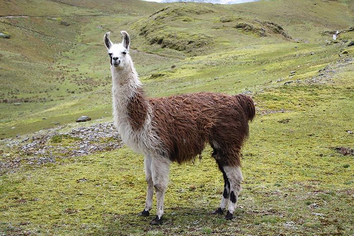 Lama