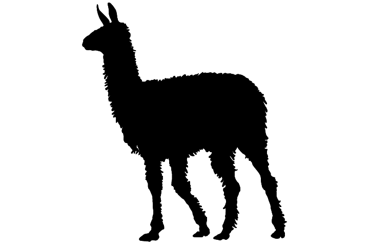 Lama