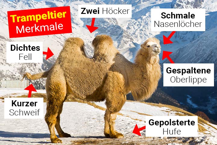 Trampeltier Merkmale