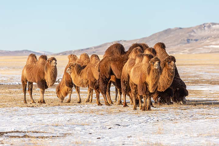 Trampeltiere in der Mongolei