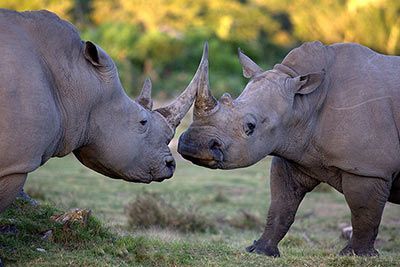 Afrikanisches Nashorn