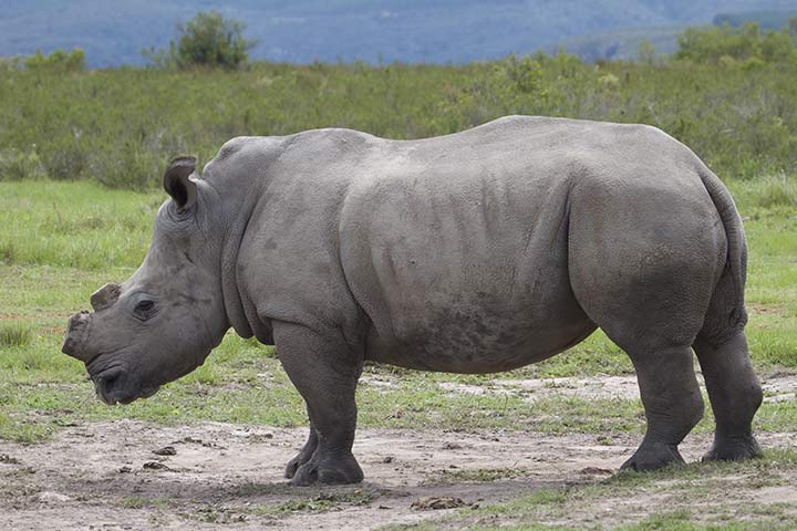 Breitmaulnashorn