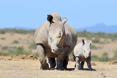 Afrikanisches Nashorn