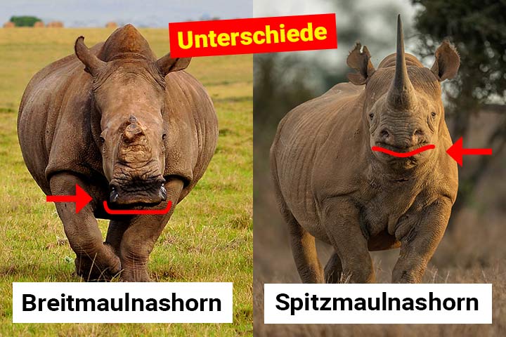 Breitmaulnashorn und Spitzmaulnashorn