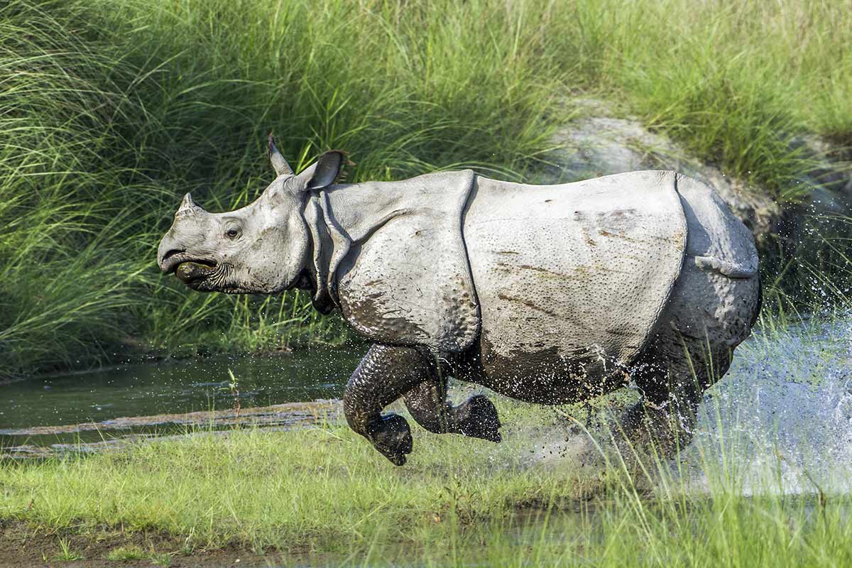 Panzernashorn