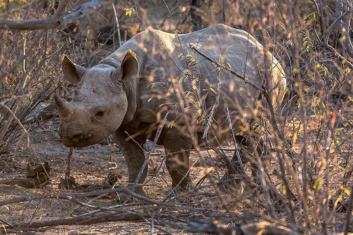 Spitzmaulnashorn