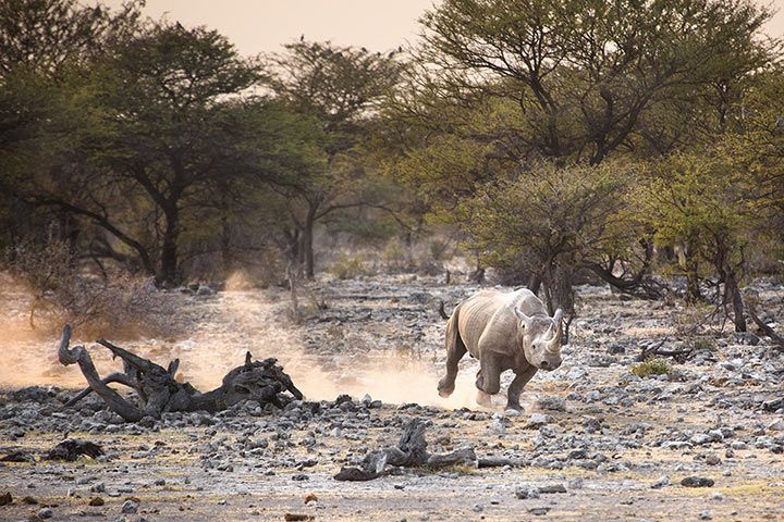 Spitzmaulnashorn