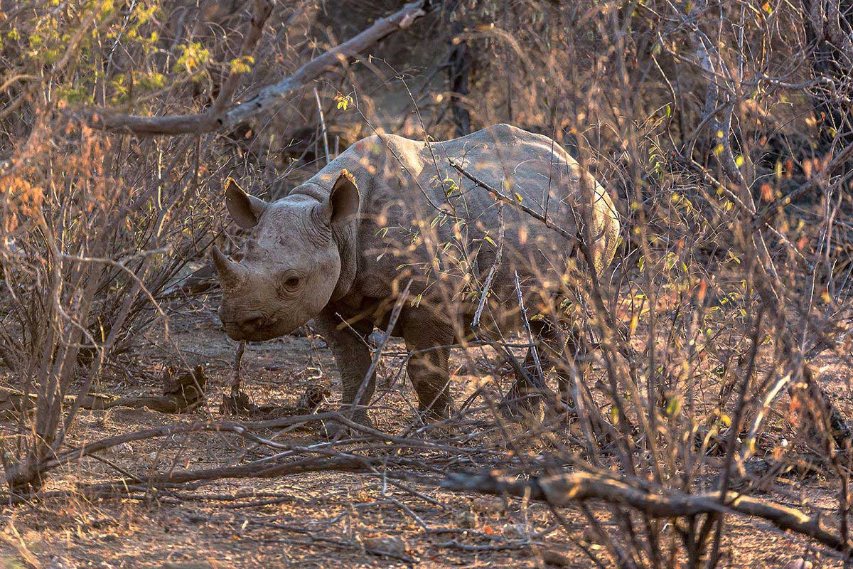 Spitzmaulnashorn