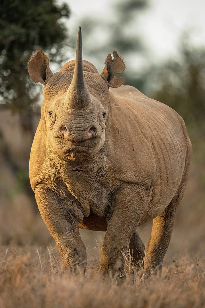 Spitzmaulnashorn