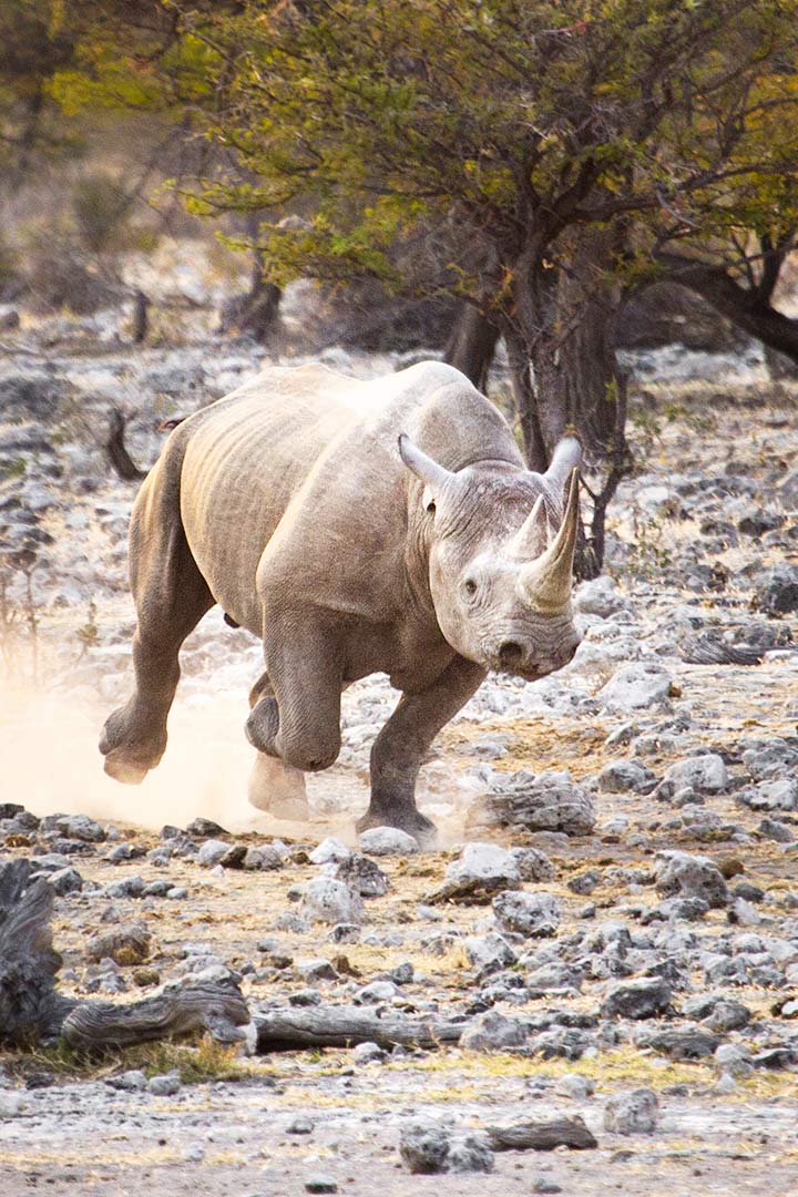 Spitzmaulnashorn