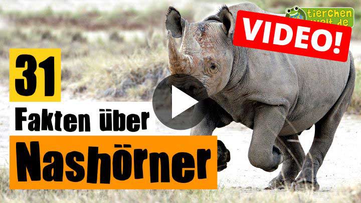 Video Nashorn