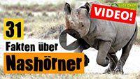 Video Nashorn