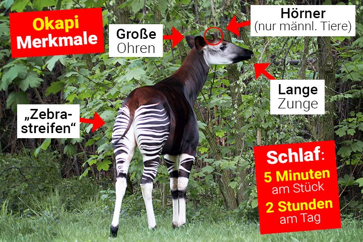 Okapi