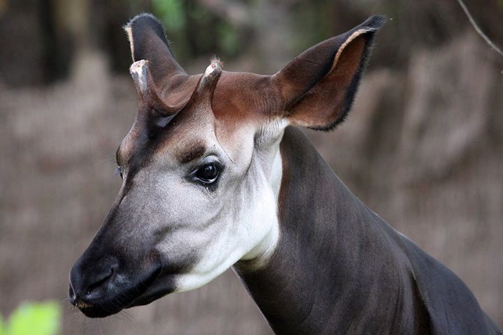 Okapi