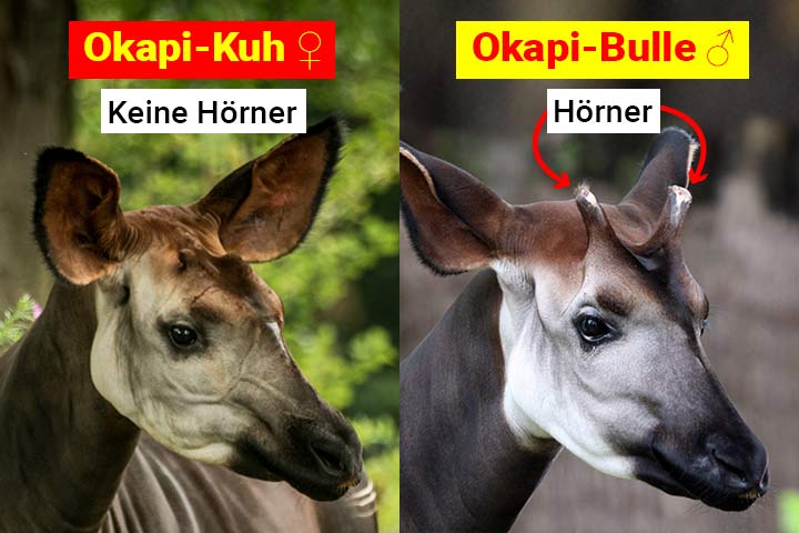 Okapi