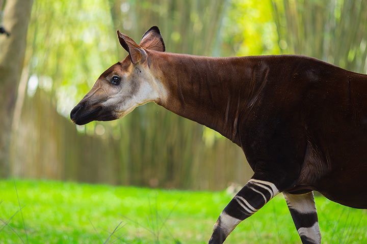 Okapi