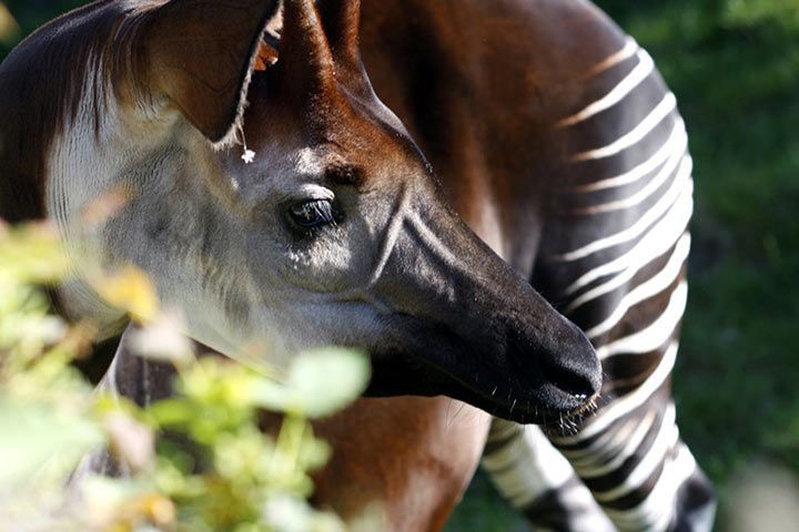 Okapi