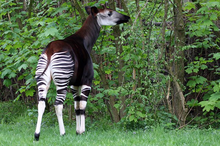 Okapi