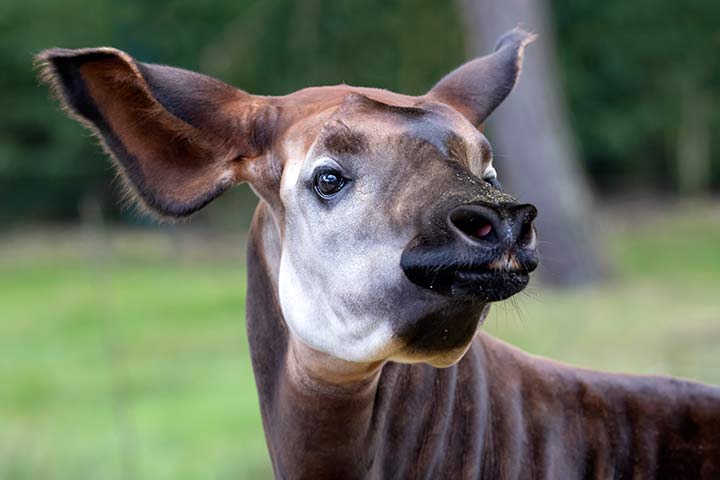 Okapi