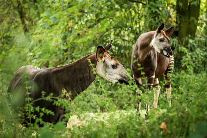 Okapi