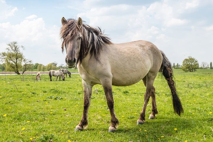 Konik-Pony