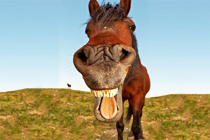 9 spannende Fakten über Zähne im Tierreich