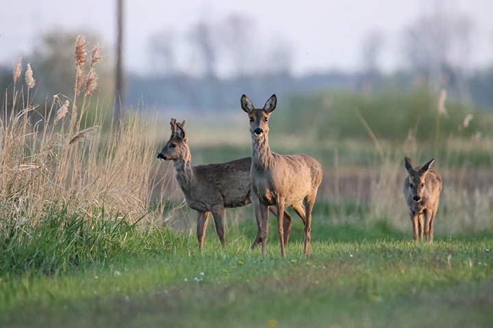 Rehe