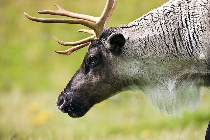 Wie Alt Wird Ein Rentier www.tierchenwelt.de