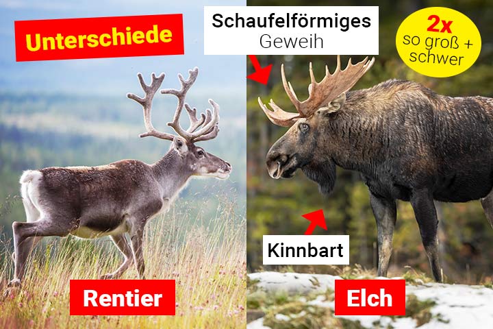 Rentier oder Elch – Wo ist der Unterschied