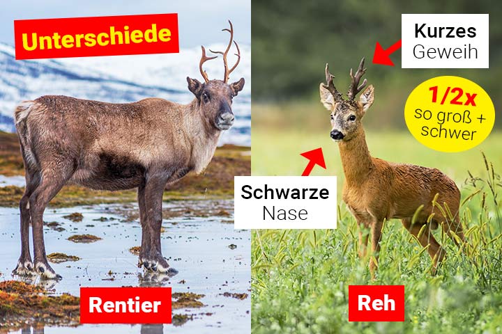 Rentier oder Reh – Wo ist der Unterschied?