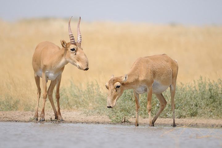 Saiga