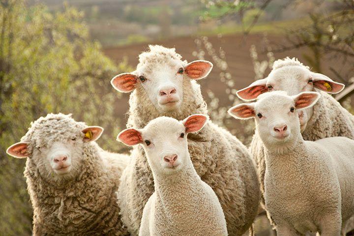 Lustige Schafe