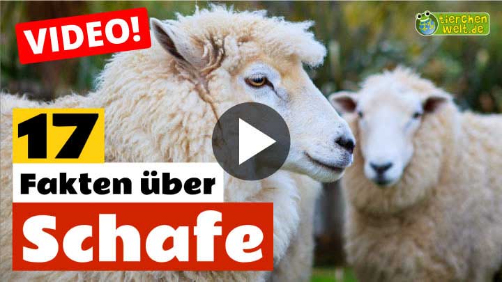 Video Schaf