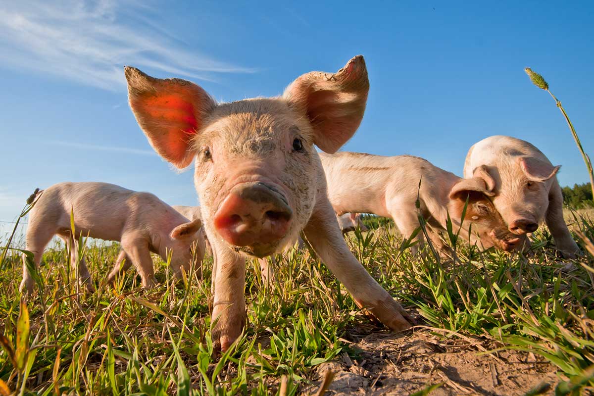 Ferkel