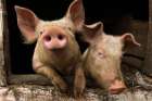 Schweine xl
