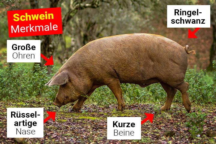 Schwein Körperbau und Aussehen