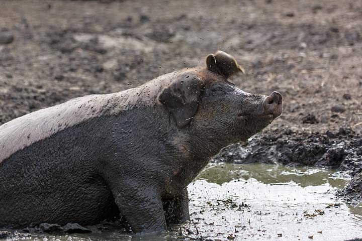 Ein Schwein pflegt seine Haut mit Schlamm