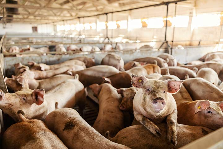 Schweine in einem engen Stall