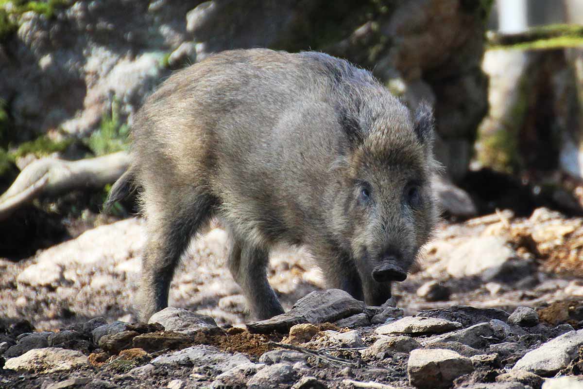 Wildschwein