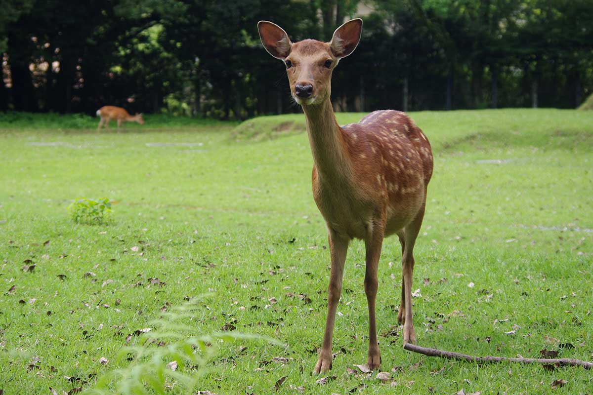 Sikahirsch