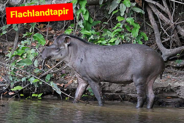 Flachlandtapir