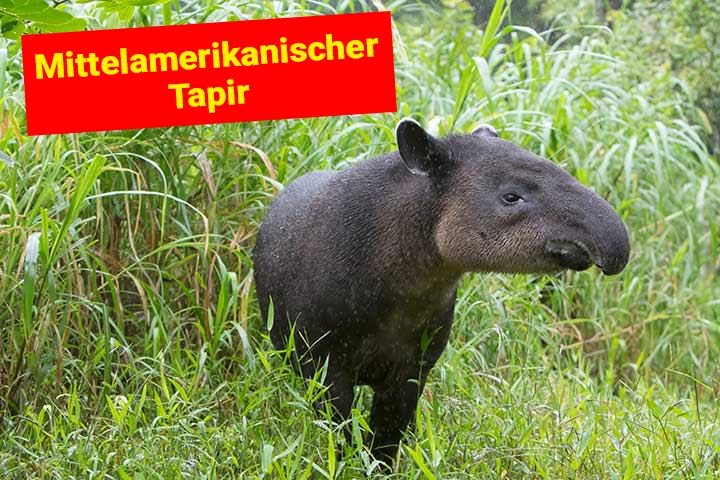Mittelamerikanischer Tapir