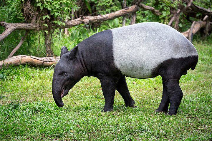 Schabrackentapir